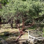 Arctostaphylos manzanita x 'Sebastopol White' - common manzanita