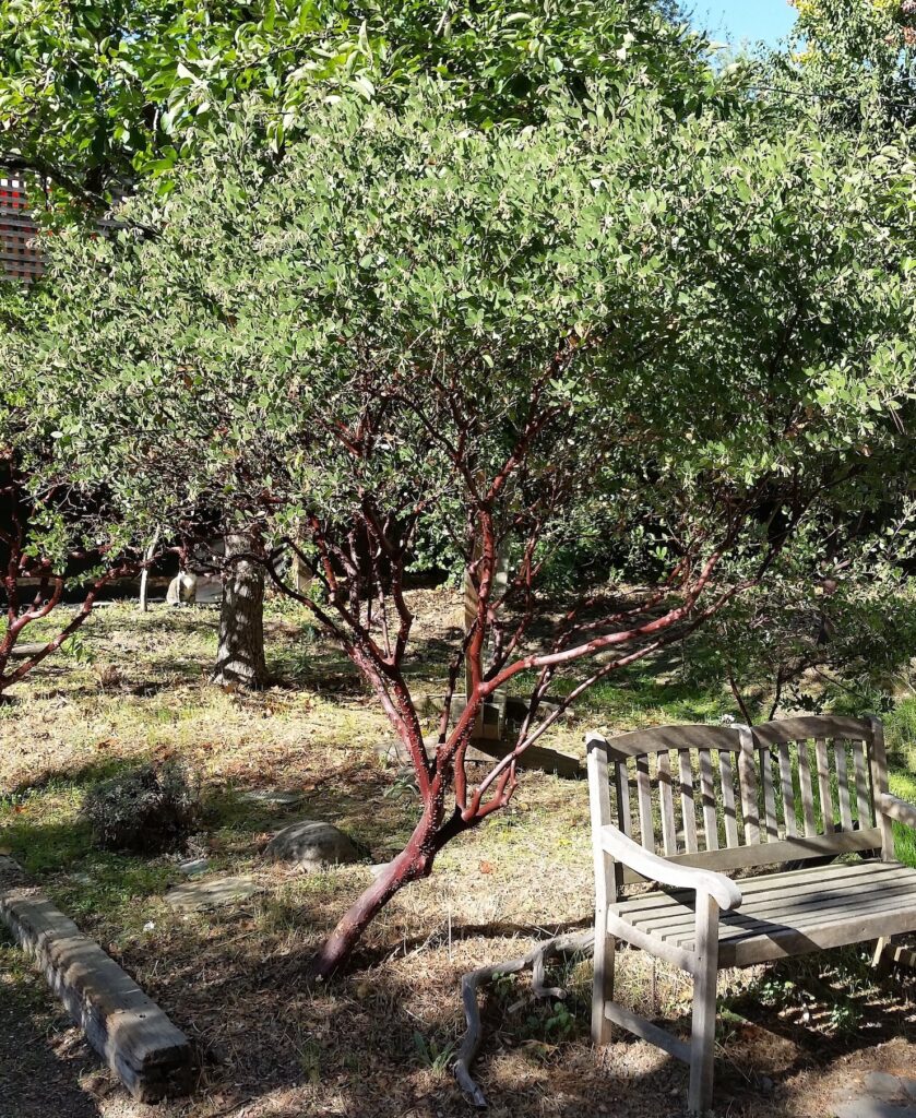 Arctostaphylos manzanita x 'Sebastopol White' - common manzanita