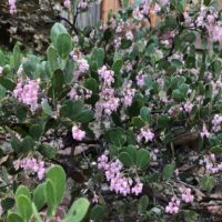 Arctostaphylos stanfordiana ssp. decumbens