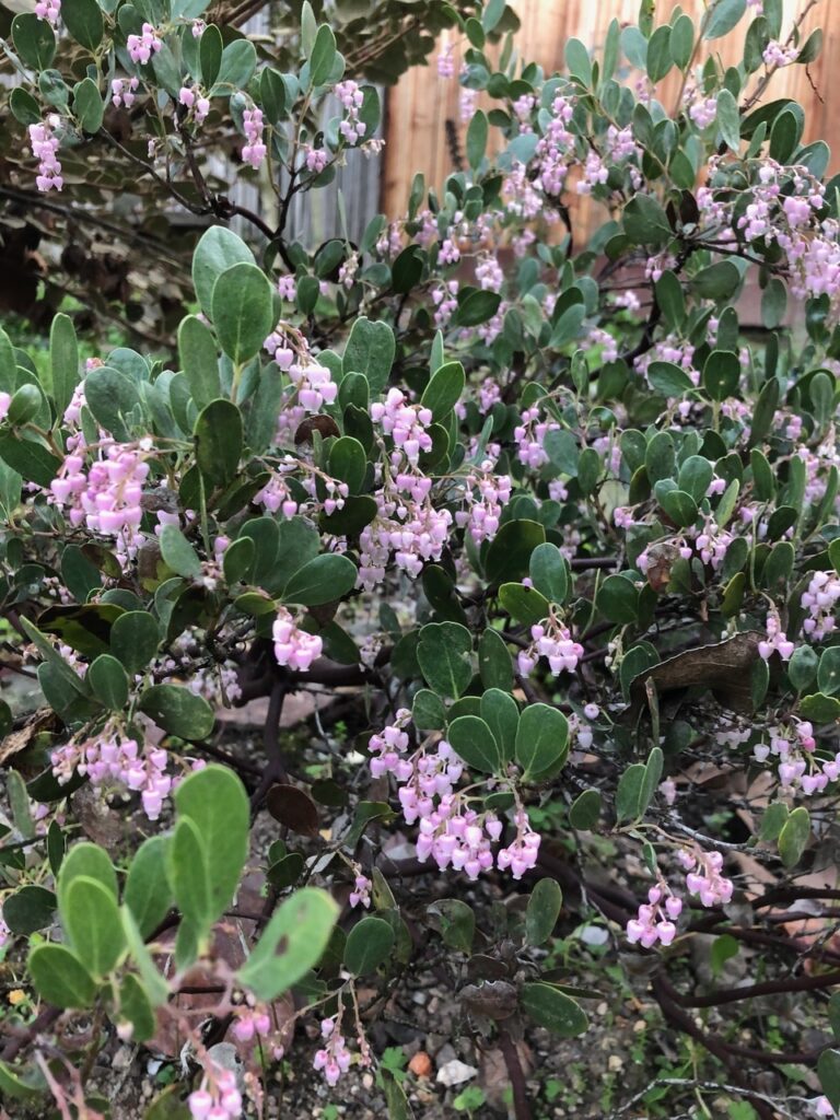 Arctostaphylos stanfordiana ssp. decumbens - Rincon manzanita