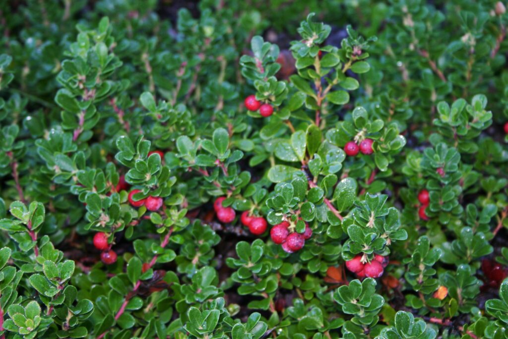 Arctostaphylos uva-ursi 'Wood's Compact' - bearberry