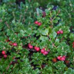 Arctostaphylos uva-ursi 'Wood's Compact' - bearberry
