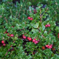 Arctostaphylos uva-ursi ‘Wood’s Compact’