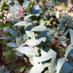 Arctostaphylos pajaroensis 'Warren Roberts' - Pajaro manzanita