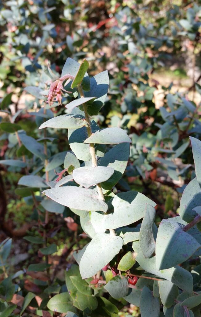 Arctostaphylos pajaroensis 'Warren Roberts' - Pajaro manzanita