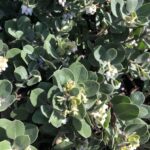 Arctostaphylos x media 'Reina de Arena' - manzanita