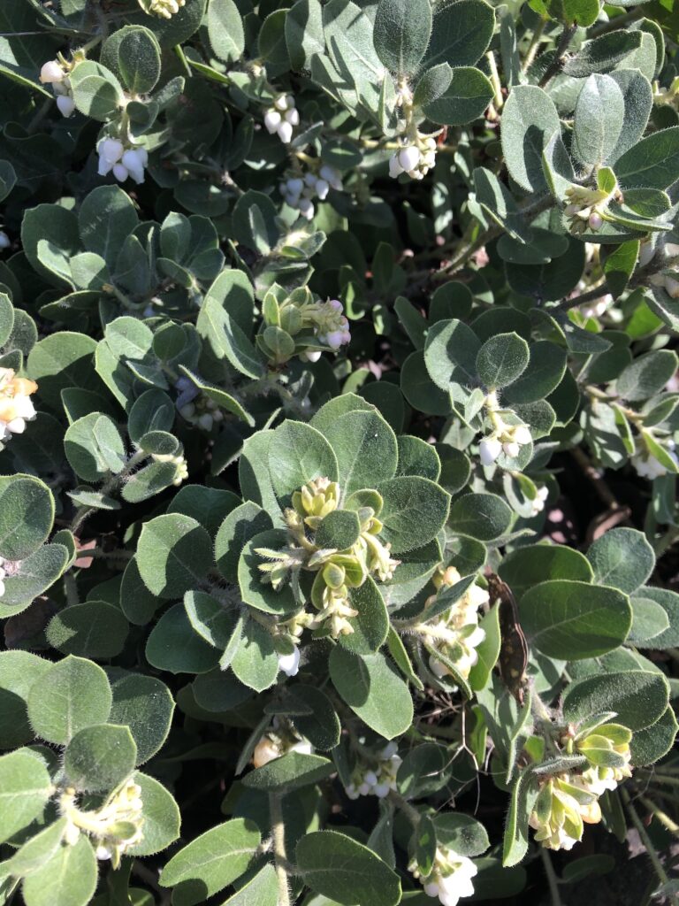 Arctostaphylos x media 'Reina de Arena' - manzanita