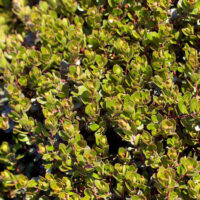 Arctostaphylos ‘Emerald Carpet’