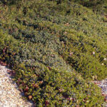 Arctostaphylos 'Emerald Carpet' - manzanita