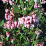 Arctostaphylos bakeri ssp. bakeri 'Louis Edmunds' - Baker's manzanita