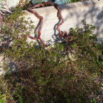 Arctostaphylos hookeri 'Monterey Carpet' - Monterey manzanita
