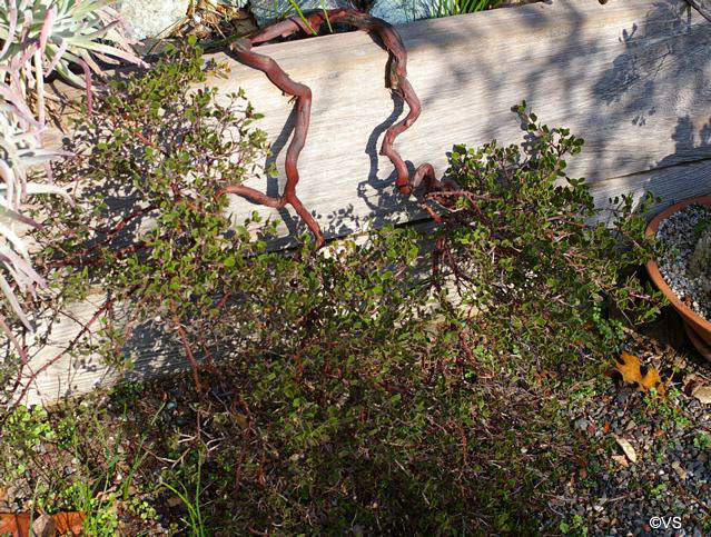 Arctostaphylos hookeri 'Monterey Carpet' - Monterey manzanita