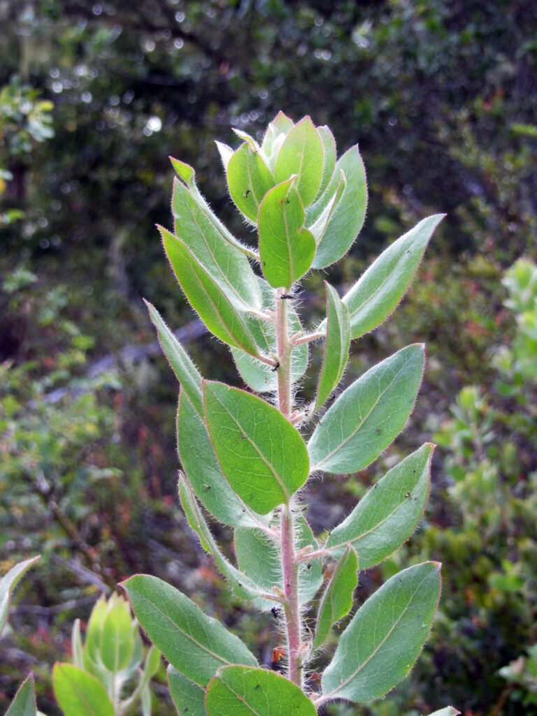 Arctostaphylos columbiana - hairy manzanita