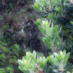Arctostaphylos columbiana - hairy manzanita