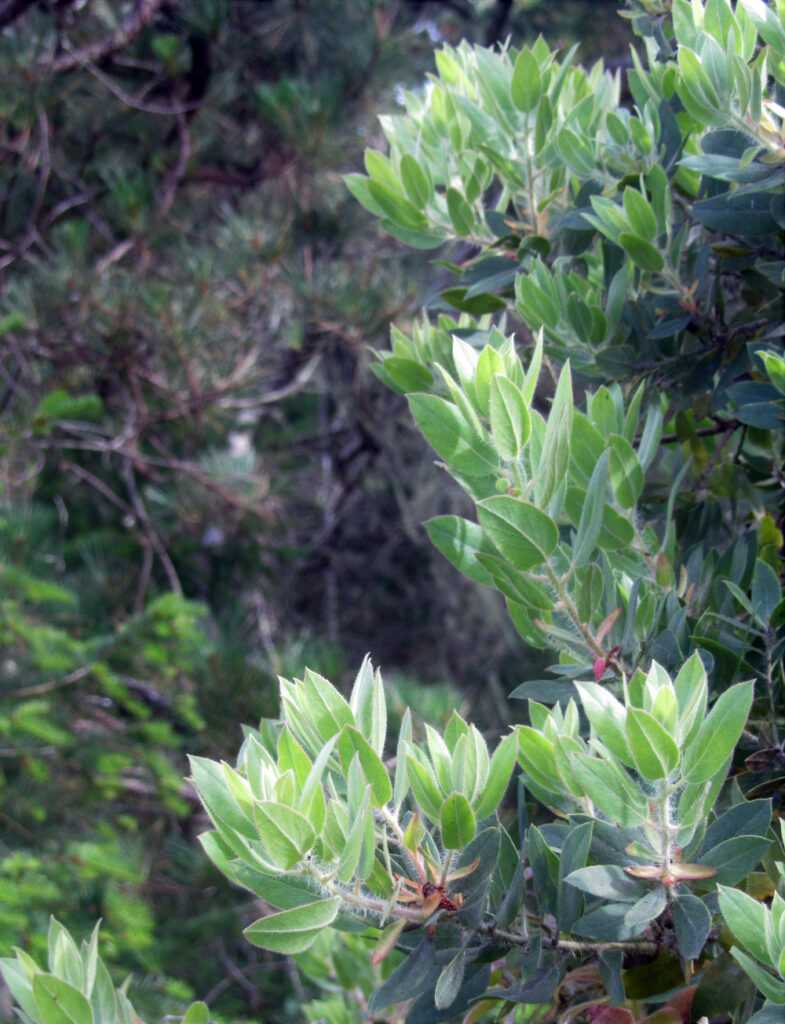 Arctostaphylos columbiana - hairy manzanita