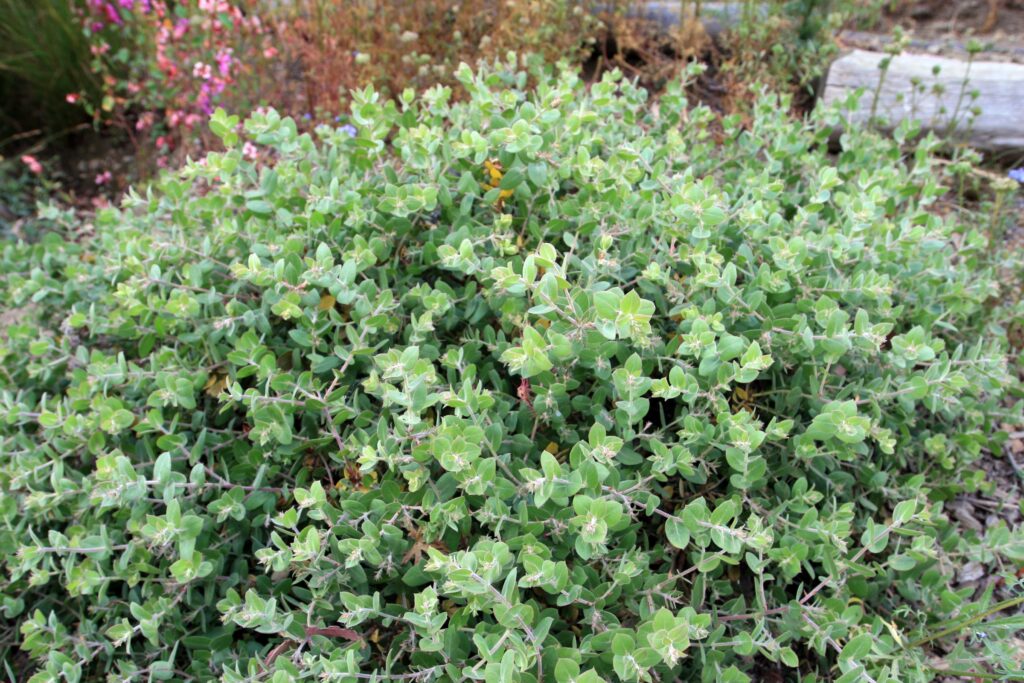 Arctostaphylos cruzensis - Arroyo de la Cruz manzanita