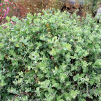 Arctostaphylos cruzensis