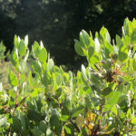 Arctostaphylos glandulosa - Eastwood manzanita