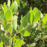 Arctostaphylos glandulosa - Eastwood manzanita