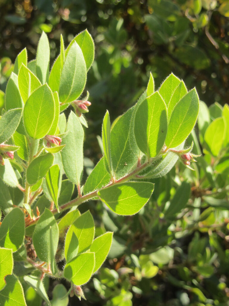 Arctostaphylos glandulosa - Eastwood manzanita