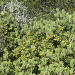 Arctostaphylos montana ssp. montana - Mount Tamalpais manzanita