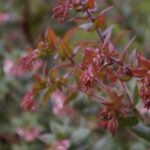 Arctostaphylos pajaroensis 'Paradise' - Pajaro manzanita