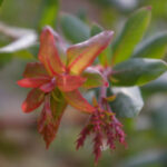 Arctostaphylos pajaroensis 'Paradise' - Pajaro manzanita
