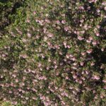 Arctostaphylos 'Sentinel' - manzanita