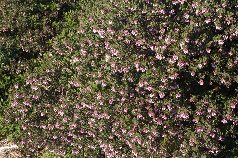 Arctostaphylos 'Sentinel' - manzanita