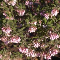 Arctostaphylos ‘Sentinel’