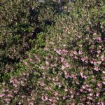 Arctostaphylos 'Sentinel' - manzanita