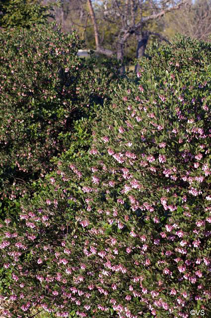 Arctostaphylos 'Sentinel' - manzanita