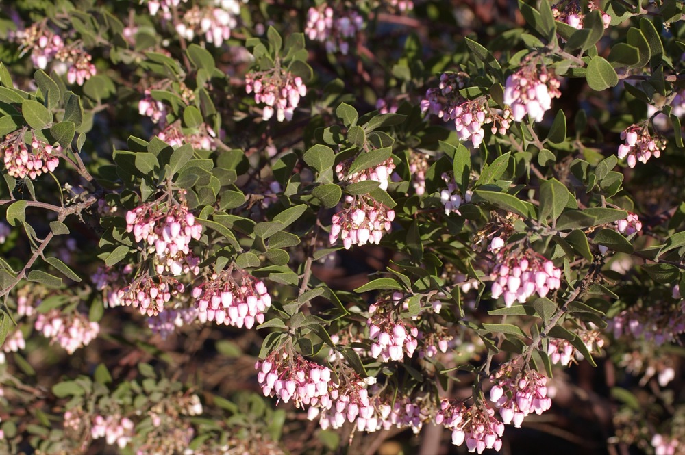 Arctostaphylos 'Sentinel' - manzanita