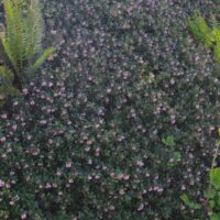 Arctostaphylos uva-ursi ‘Radiant’