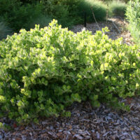 Arctostaphylos x media – Point Arena forms