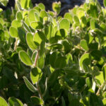 Arctostaphylos x media - Point Arena forms - manzanita