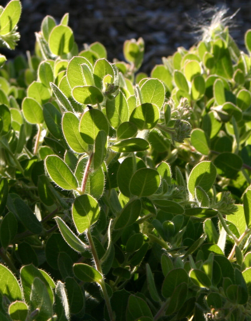 Arctostaphylos x media - Point Arena forms - manzanita