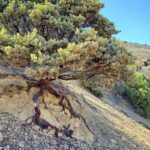 Arctostaphylos canescens - hoary manzanita