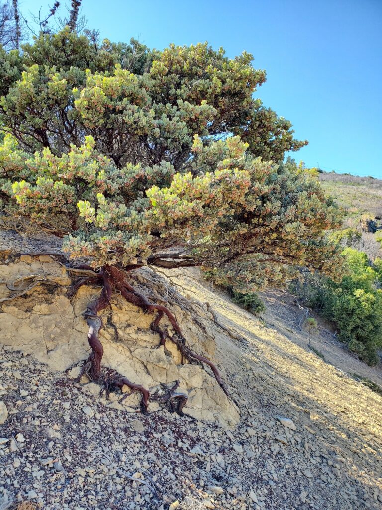Arctostaphylos canescens - hoary manzanita