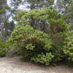 Arctostaphylos columbiana - hairy manzanita