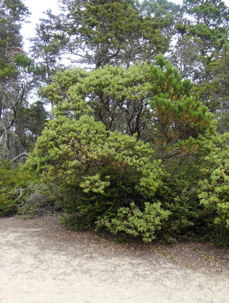Arctostaphylos columbiana - hairy manzanita