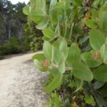 Arctostaphylos columbiana - hairy manzanita