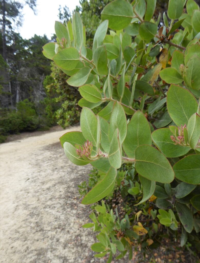 Arctostaphylos columbiana - hairy manzanita