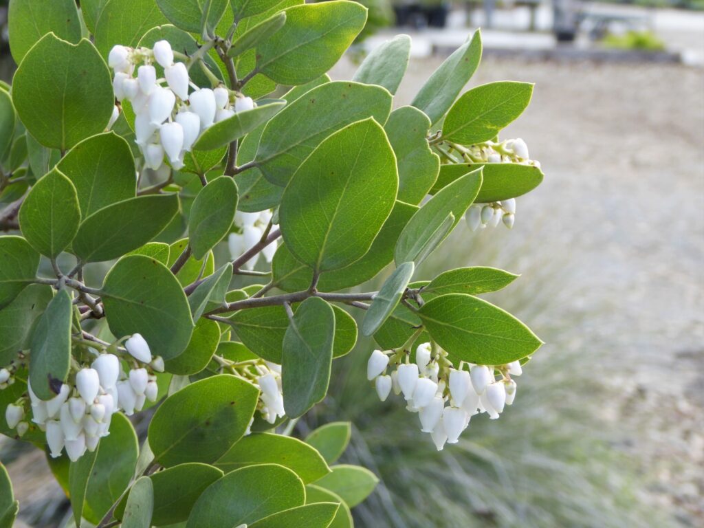 Arctostaphylos manzanita 'Dr. Hurd' - common manzanita
