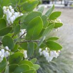 Arctostaphylos manzanita 'Dr. Hurd' - common manzanita