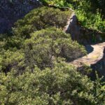 Arctostaphylos franciscana - Franciscan manzanita