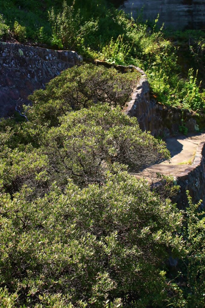 Arctostaphylos franciscana - Franciscan manzanita