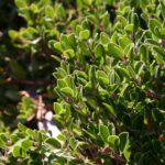 Arctostaphylos franciscana - Franciscan manzanita