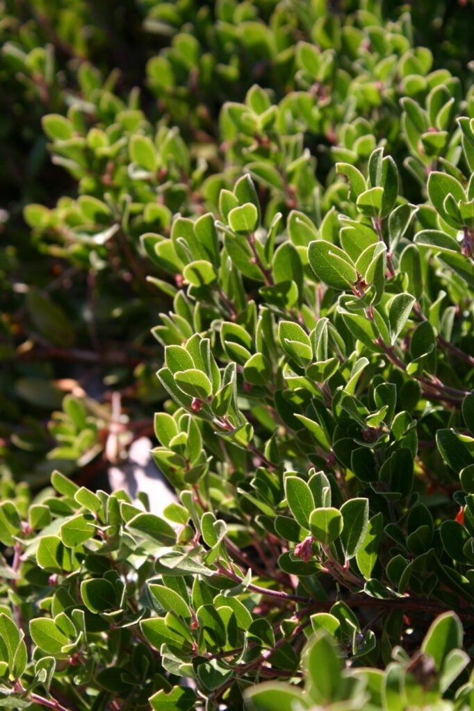 Arctostaphylos franciscana - Franciscan manzanita
