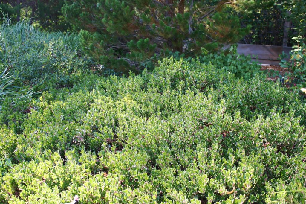 Arctostaphylos franciscana - Franciscan manzanita